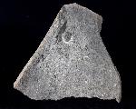 Olenus truncatus (BRNNICH 1871) - Bild © FossNet FossilienStore